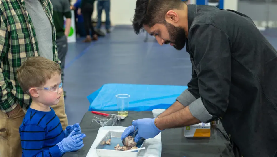 A student shows a brain specimen to a child during the U N E Brain Fair