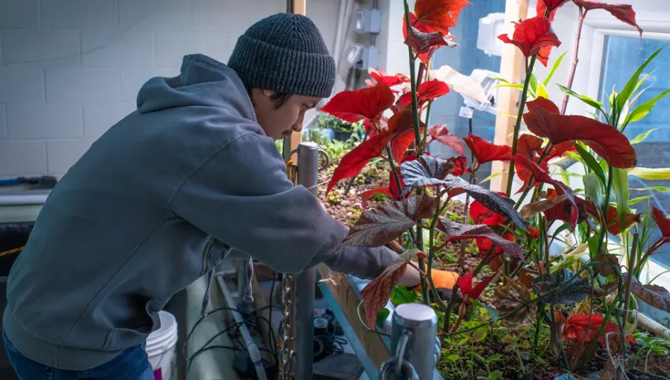 A student working with a tall red plant in an aquaponics lab